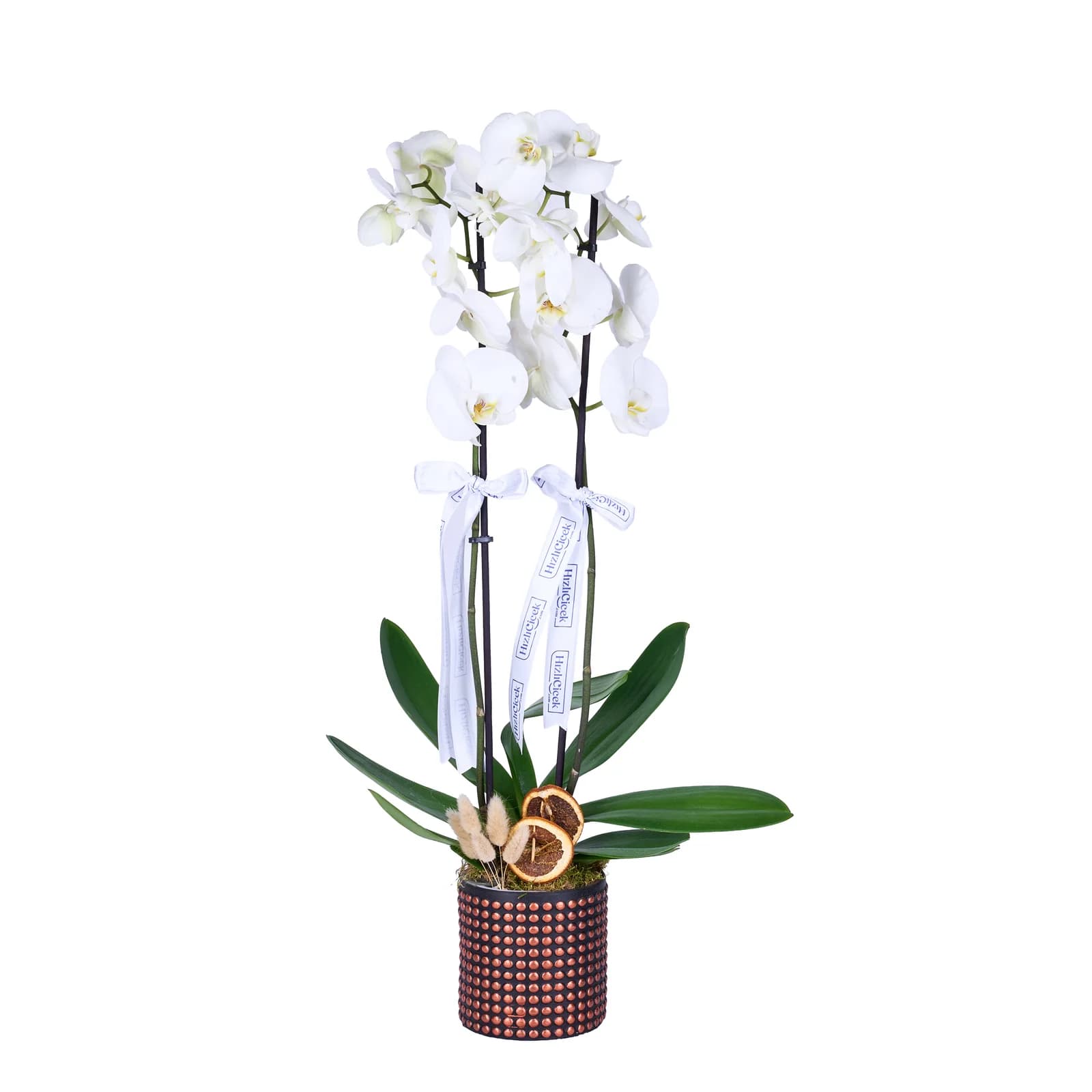 Diamond White Orkide