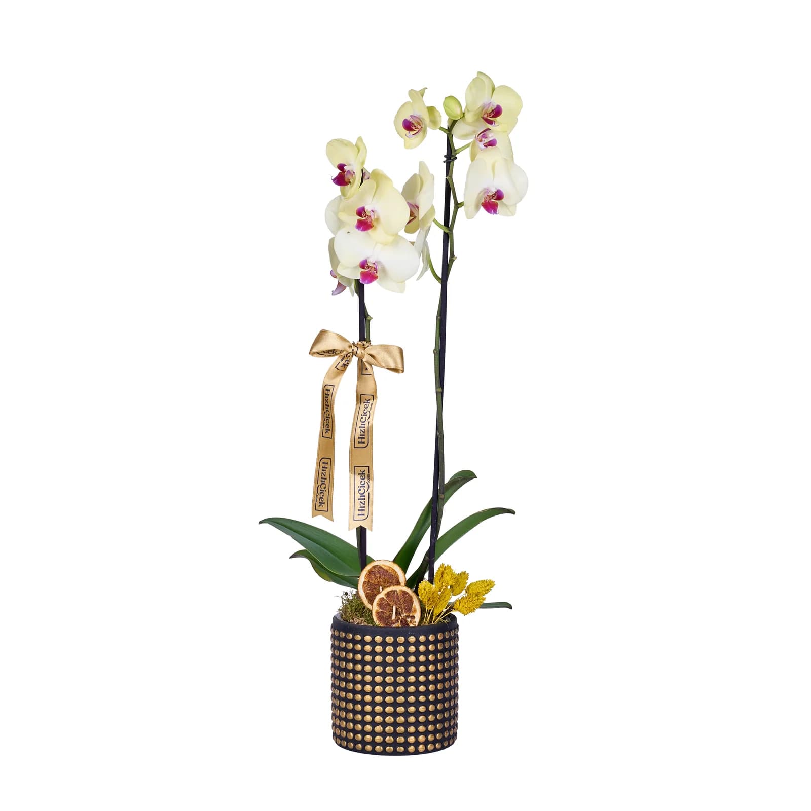 Lemon Gold Orkide