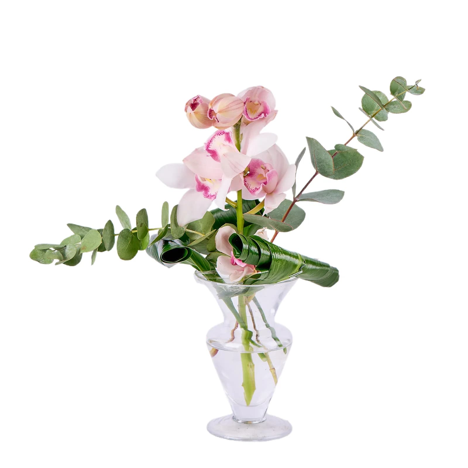 Orchid Elegance