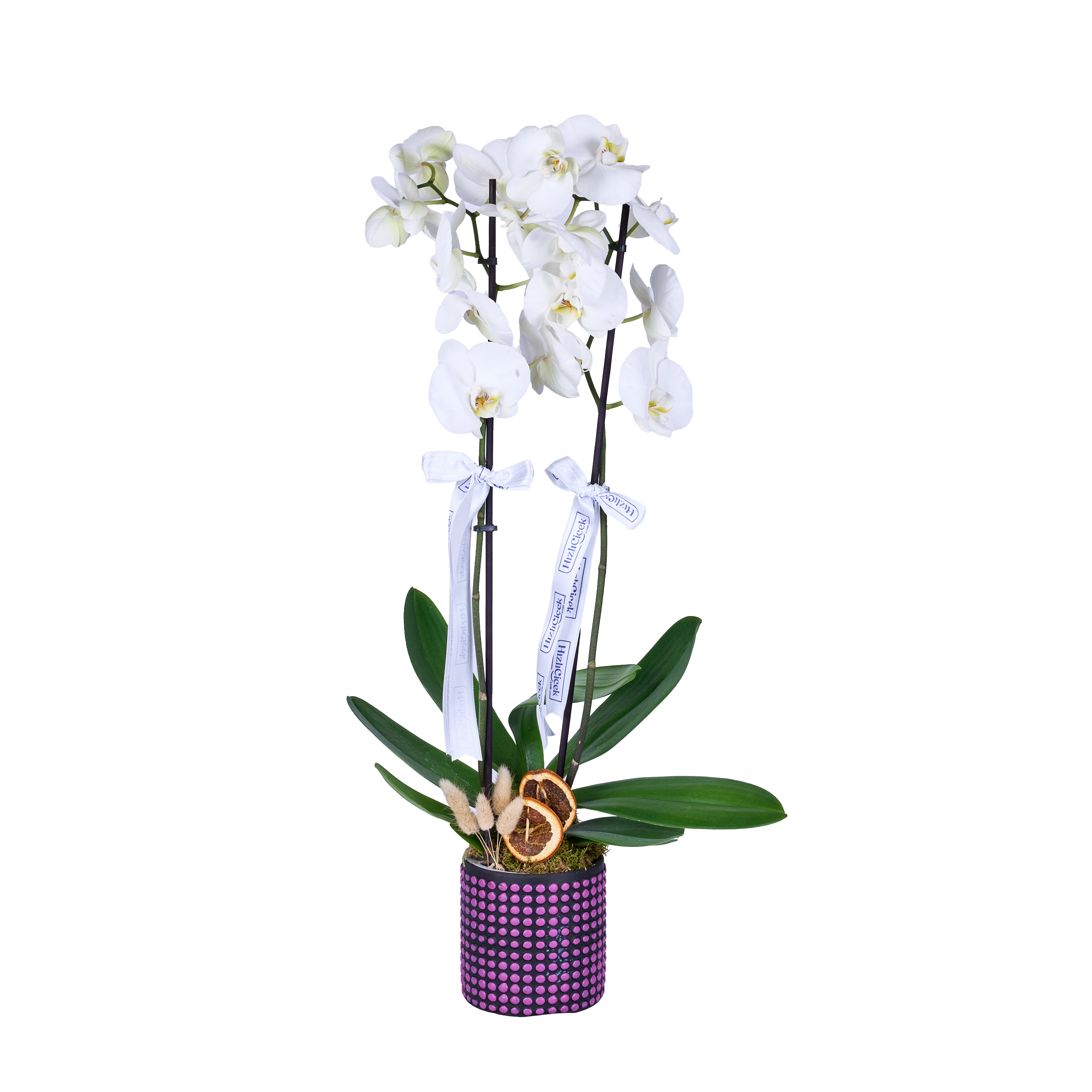 Amethyst White Orkide