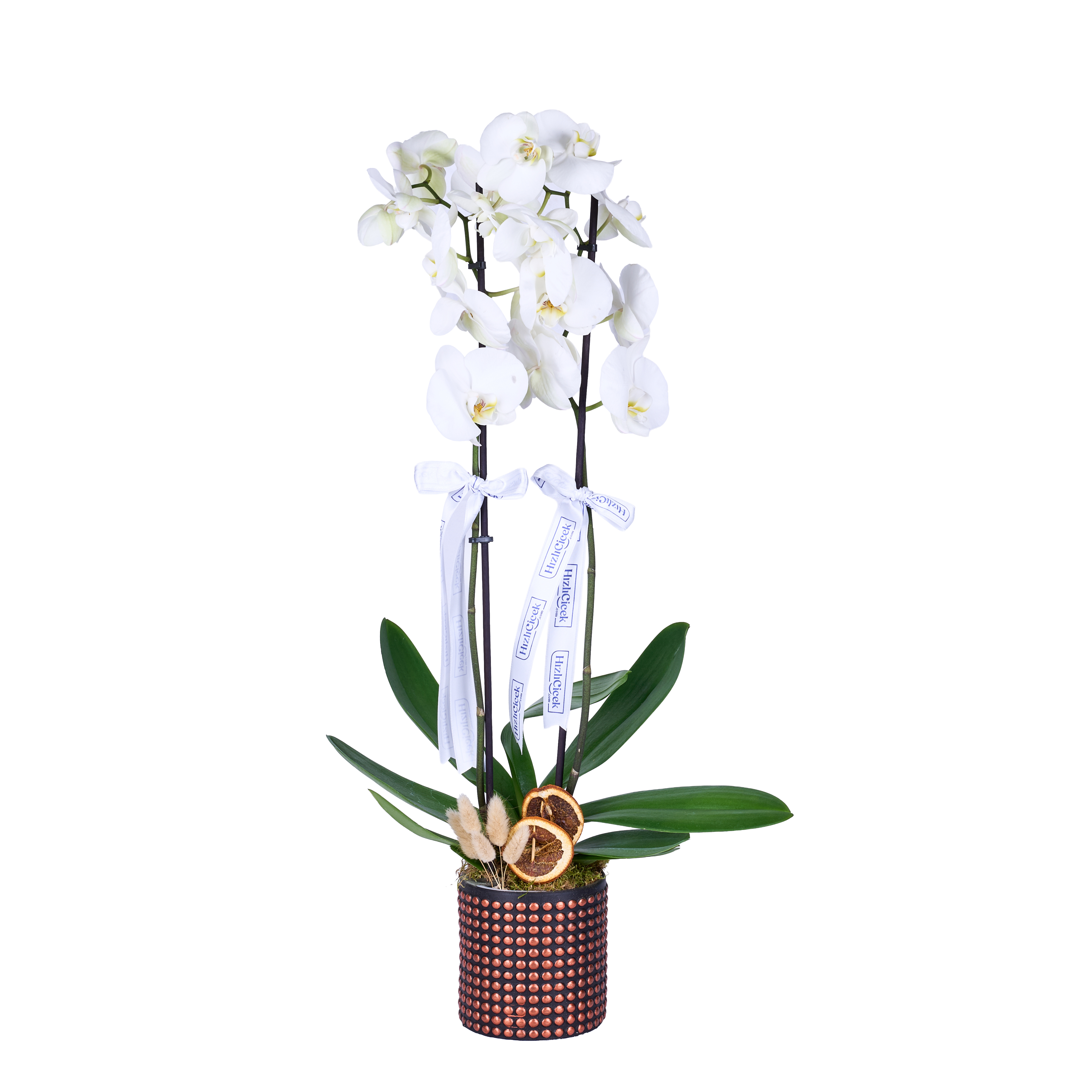 Diamond White Orkide