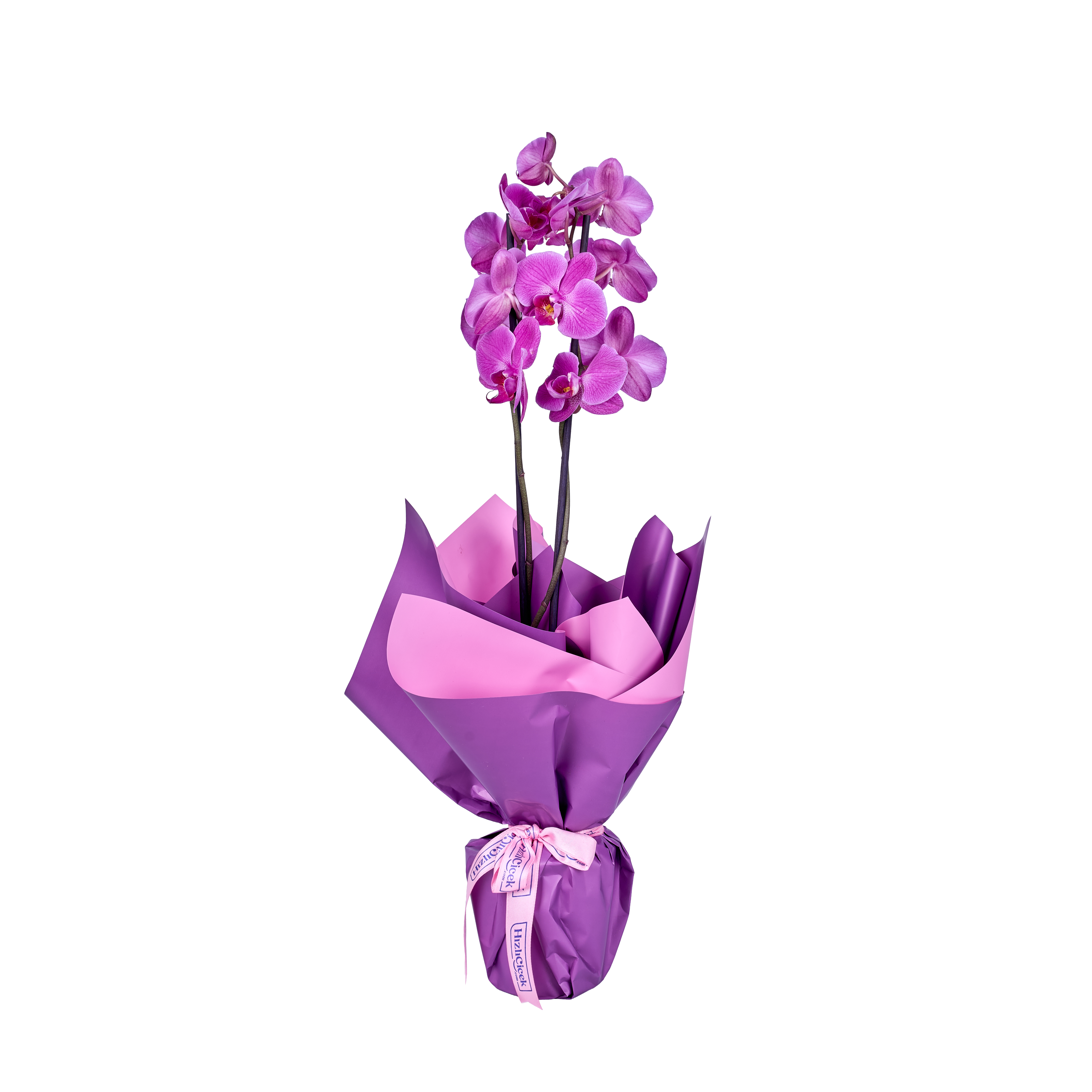 Double Sweet Purple Orkide