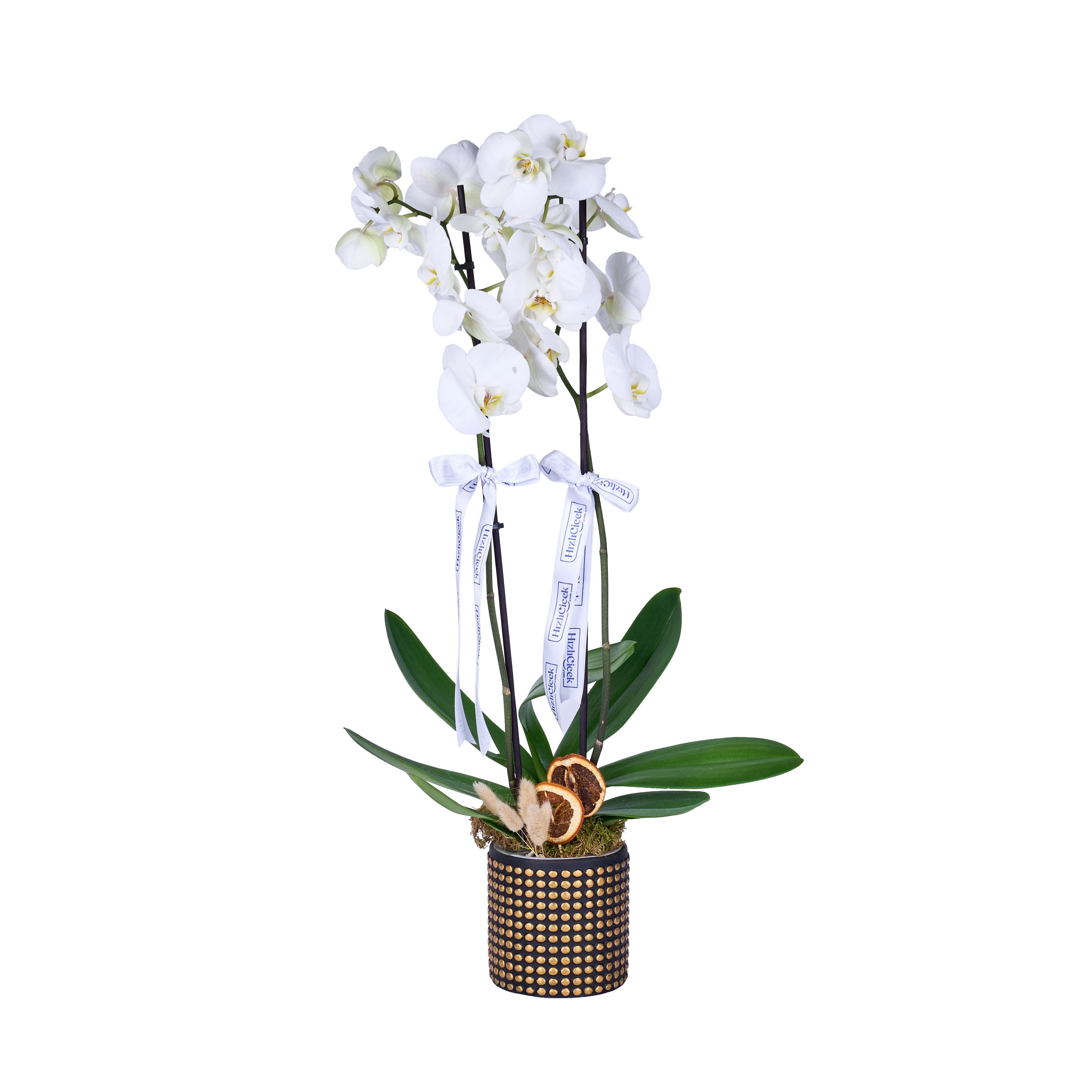 Golden White Orkide