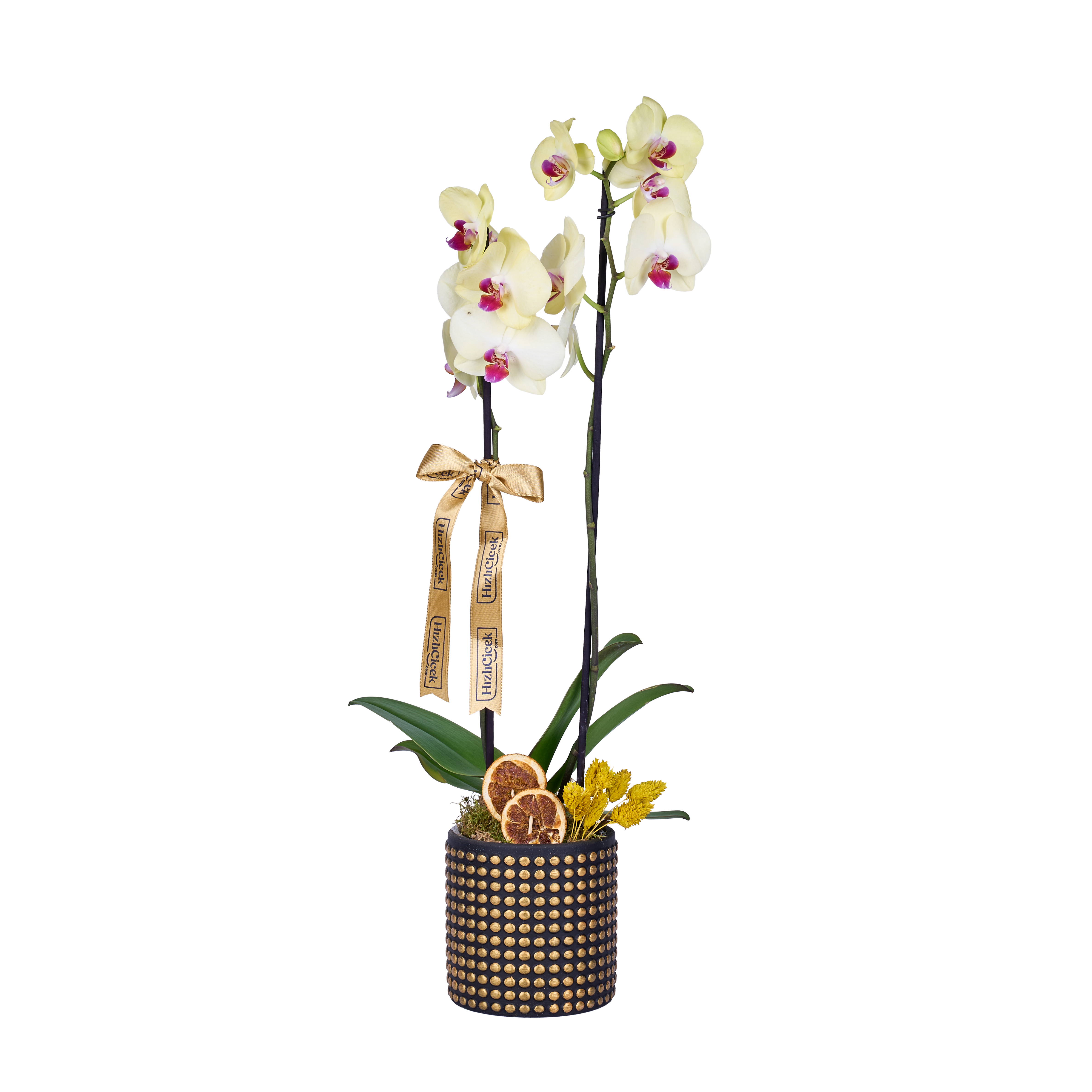 Lemon Gold Orkide