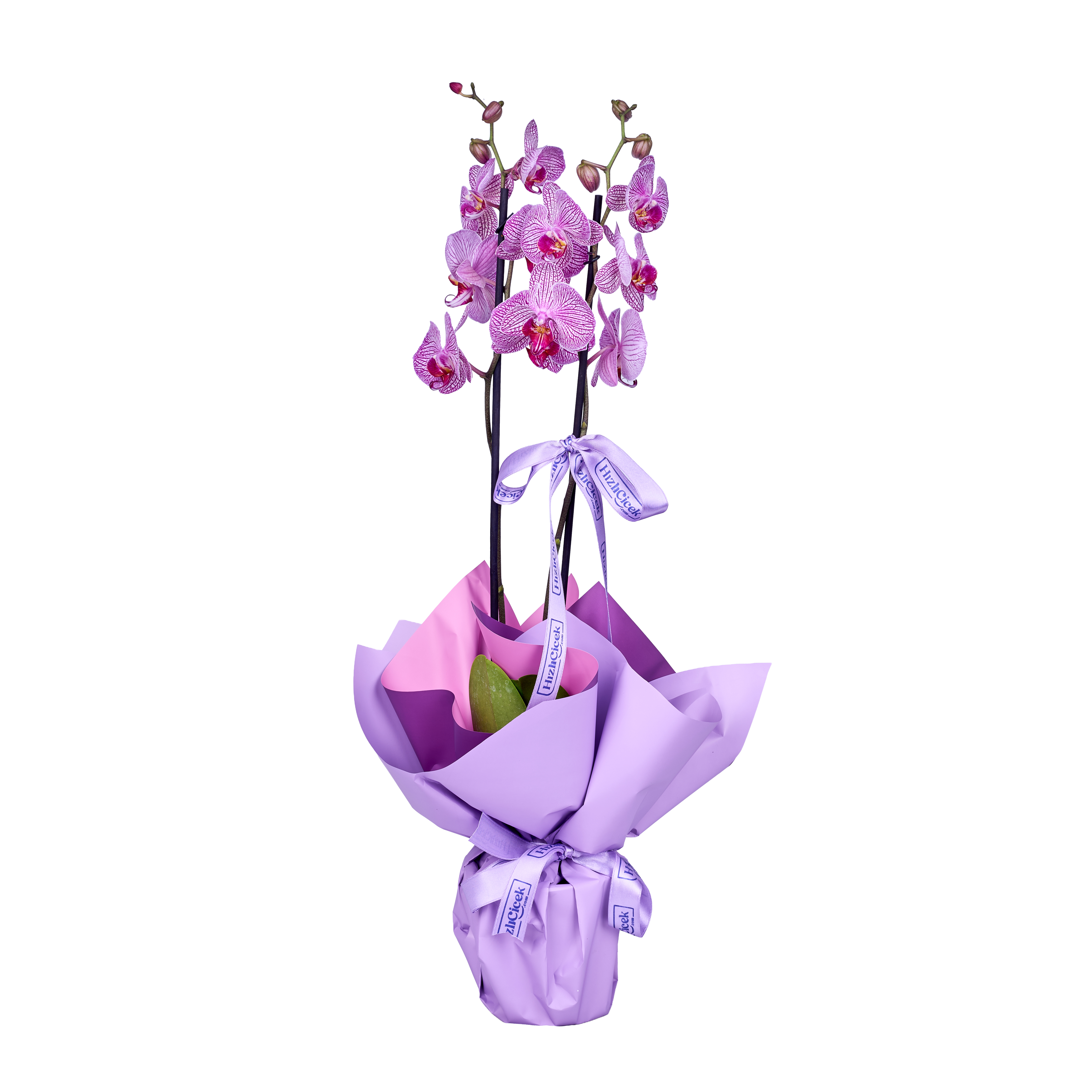 Magic Line Purple Orkide