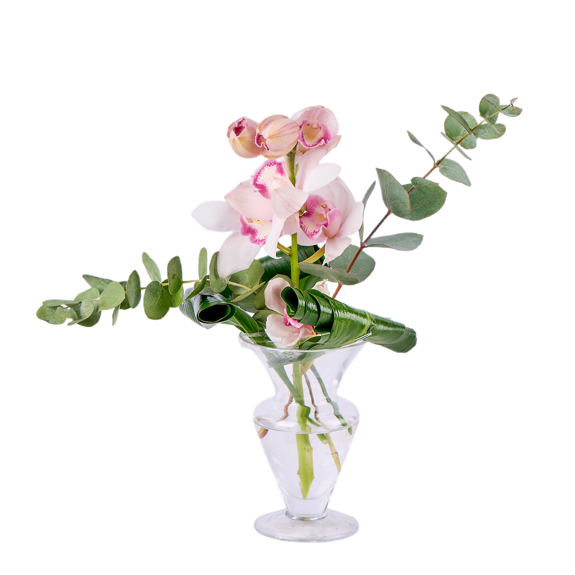 Orchid Elegance
