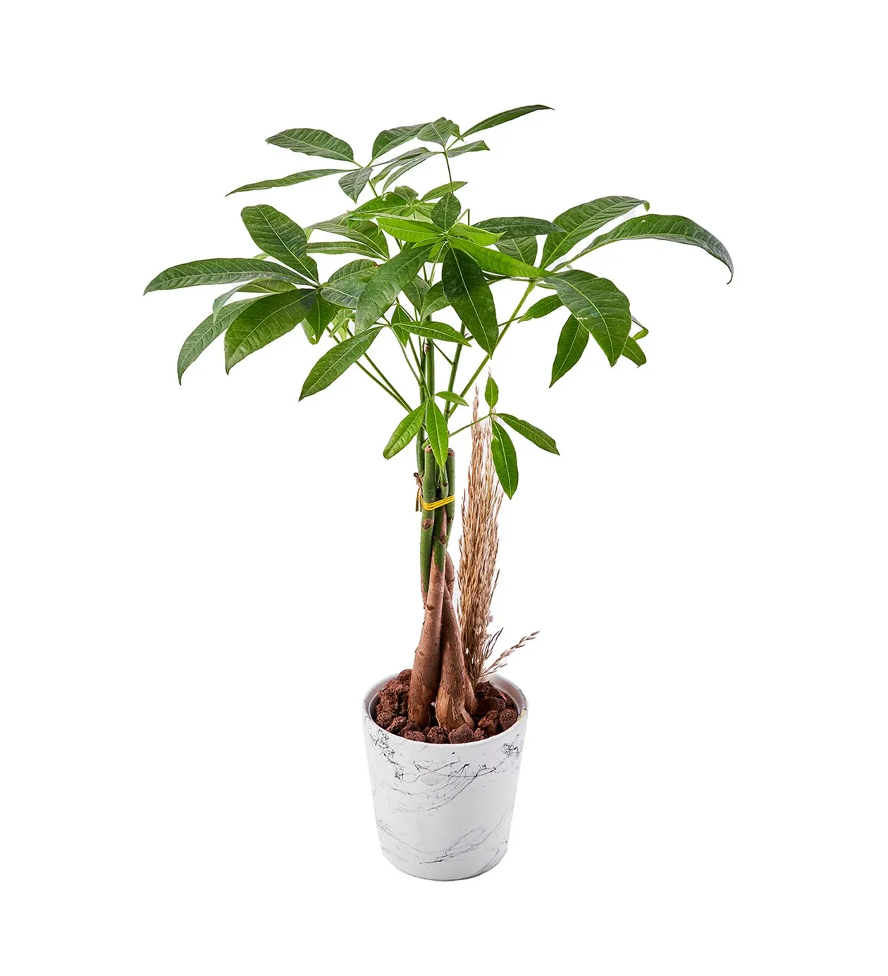 Para Ağacı (Pachira) - 50-60cm