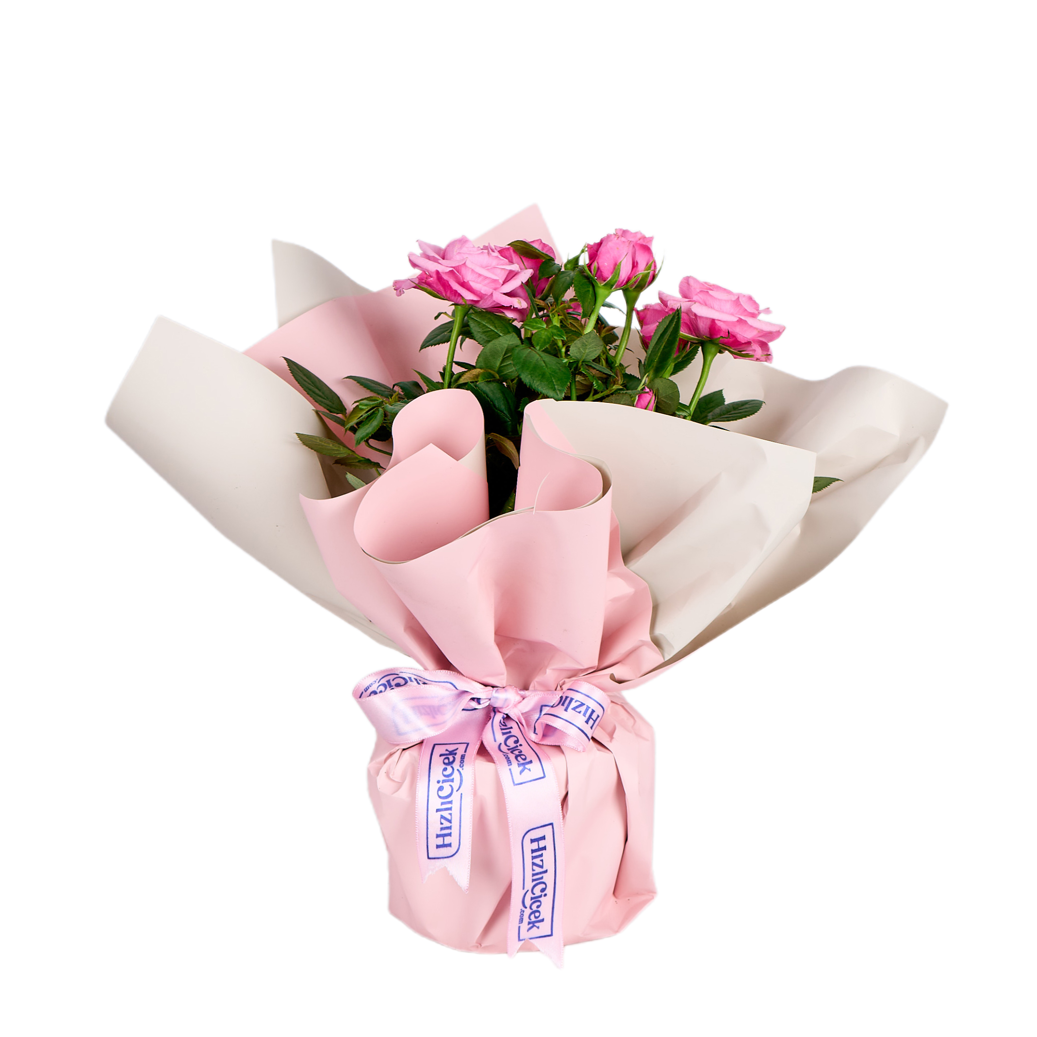 Pembe Gül Fidanı