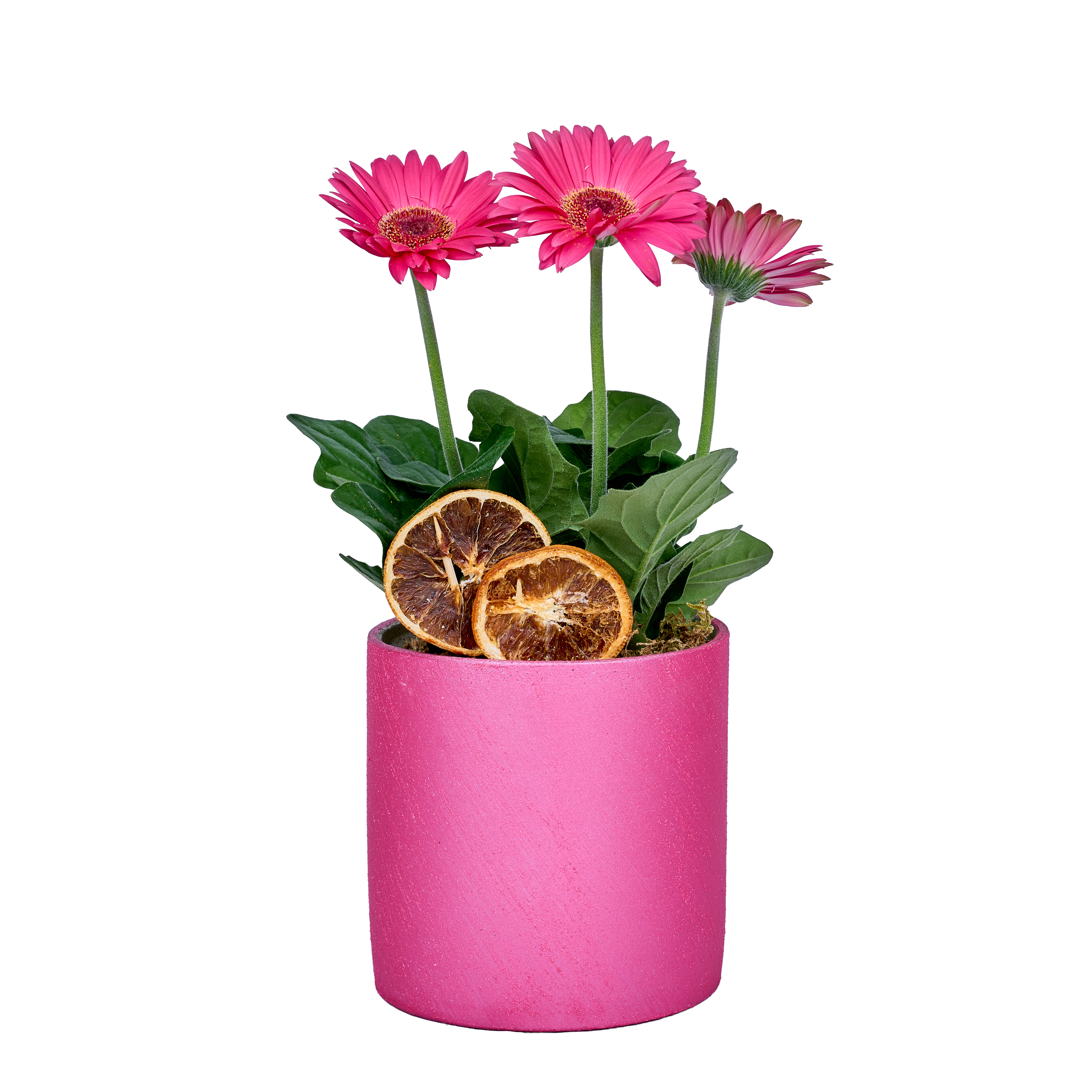 Pembe Saksı Gerbera