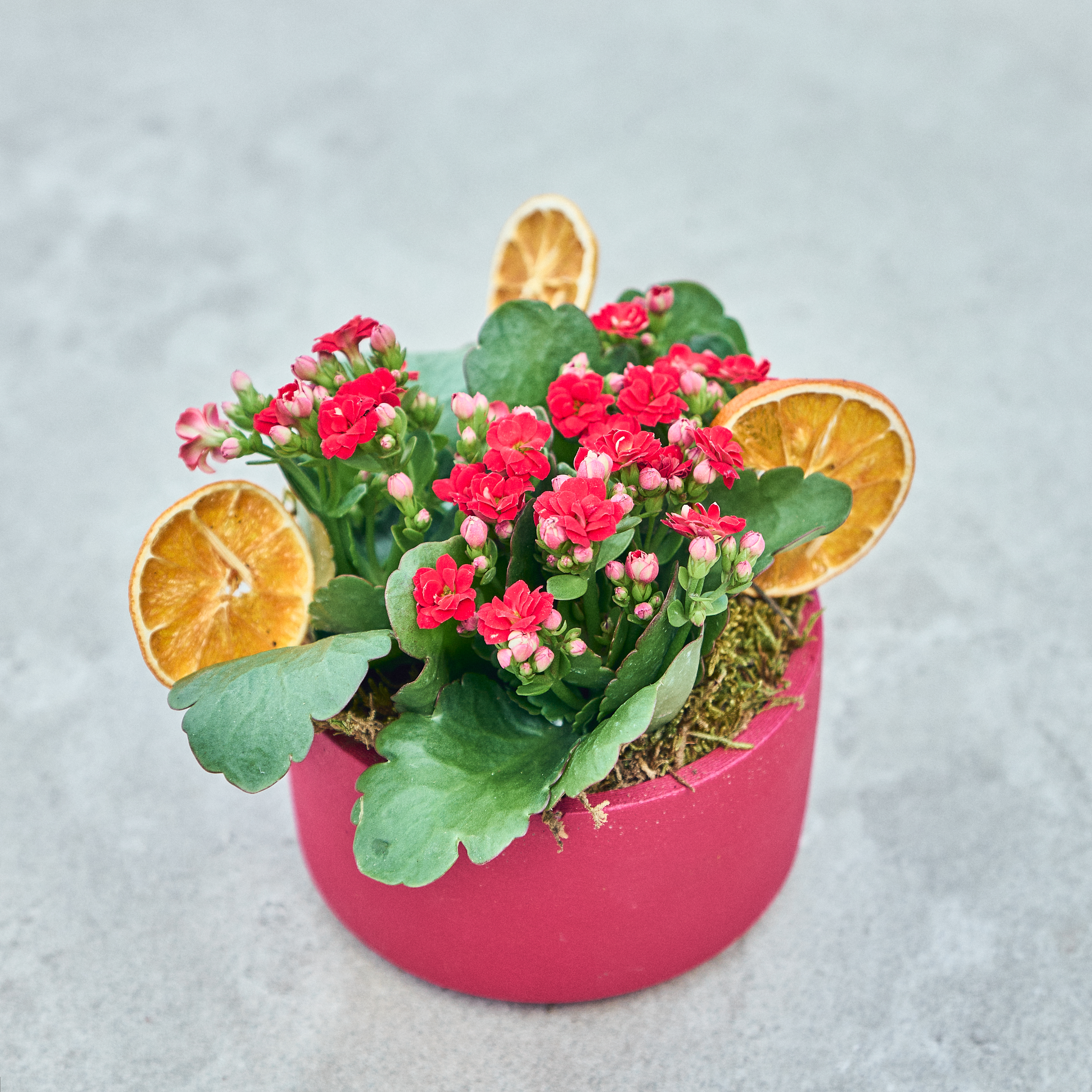 Red Dream Kalanchoe