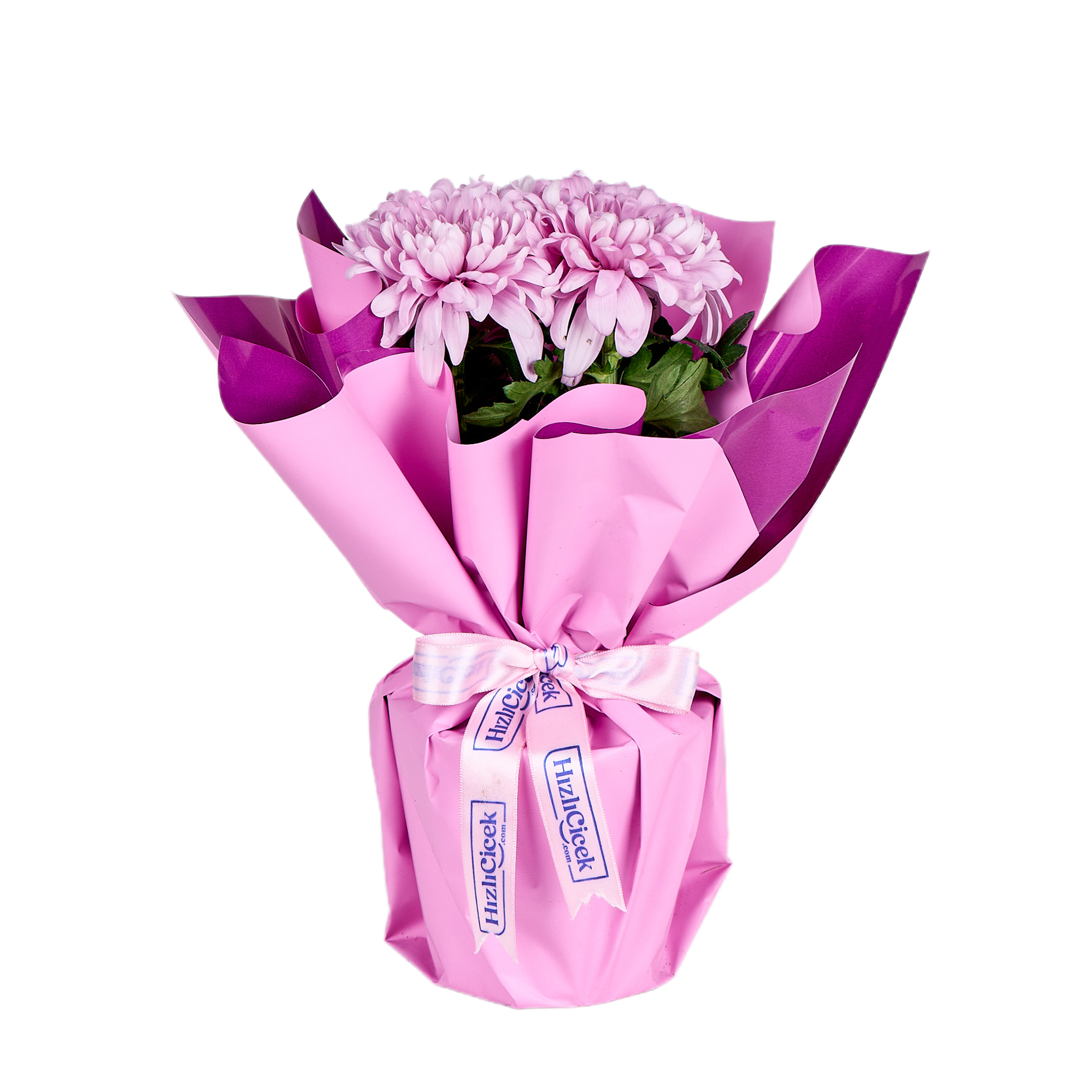 Saksıda Pembe Kasımpatı