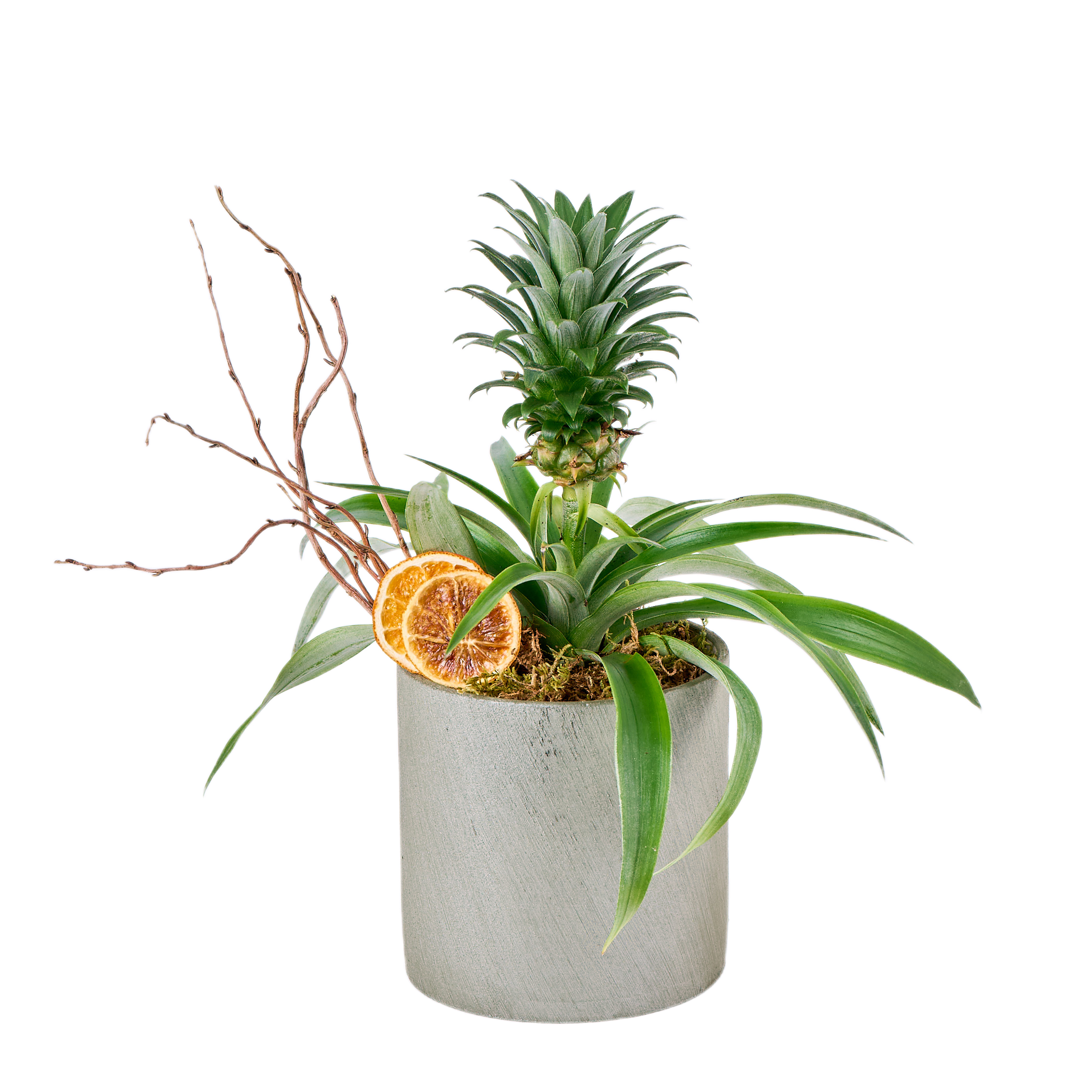 Saksılı Tropikal Ananas